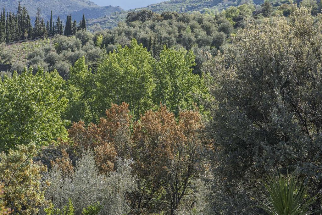 Cortijo La Vinuela Villa Atalbeitar Eksteriør bilde